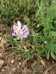 Astragalus laxmannii robustior