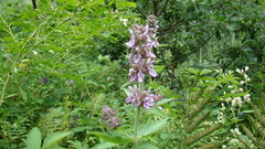 Stachys balansae