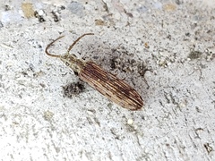 Tenomerga cinerea