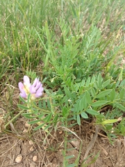 Astragalus laxmannii robustior