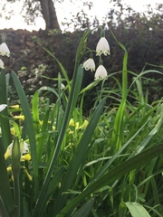 Leucojum aestivum pulchellum