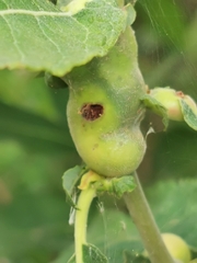 Euura amerinae