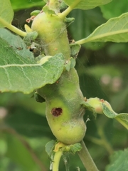 Euura amerinae