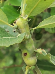 Euura amerinae