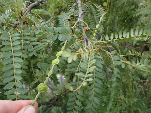 Sophora tetraptera