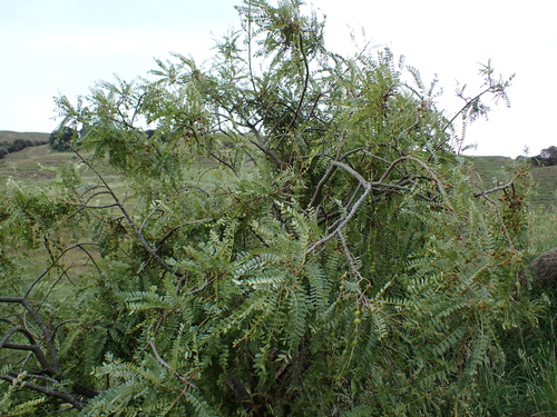 Image of Sophora tetraptera by (c) Benjamin Lavin, some rights reserved (CC BY)