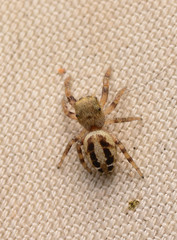 Pelegrina pervaga