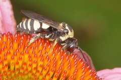 Triepeolus remigatus