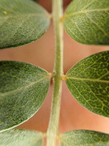 Image of Sophora tetraptera by (c) Benjamin Lavin, some rights reserved (CC BY)
