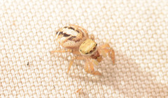 Pelegrina pervaga