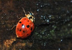 Harmonia axyridis