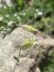 Silene douglasii