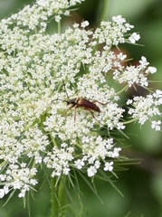 Typocerus acuticauda