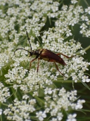 Typocerus acuticauda