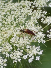 Typocerus acuticauda