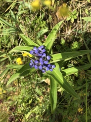 Gentiana cruciata cruciata