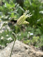 Silene douglasii