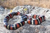 Ruthvens Kingsnake - Photo (c) Leonardo M. Martínez-Campos, some rights reserved (CC BY-NC), uploaded by Leonardo M. Martínez-Campos