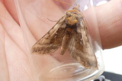 Autographa jota