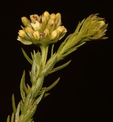 Thesium scabrum