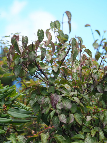 Viburnum betulifolium, photograph 6