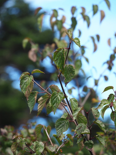 Viburnum betulifolium, photograph 5