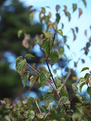 Viburnum betulifolium, photograph author not stated, no rights reserved