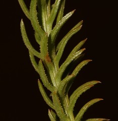Thesium scabrum
