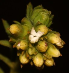 Thesium scabrum