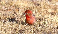 Haemorhous mexicanus