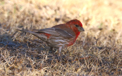 Haemorhous mexicanus