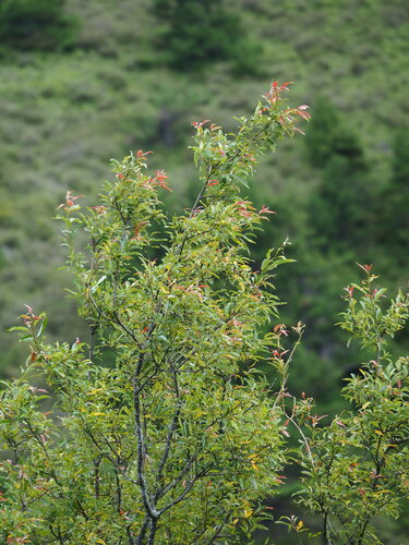 Salix fulvopubescens, photograph 6