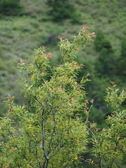 Salix fulvopubescens, photograph author not stated, no rights reserved