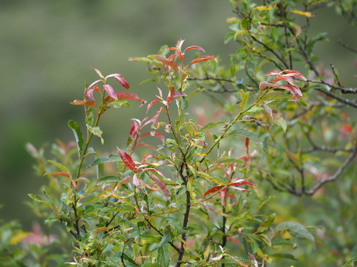 Salix fulvopubescens, photograph 5
