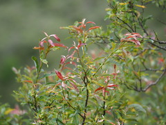 author not stated, no rights reserved Salix fulvopubescens, photograph author not stated, no rights reserved