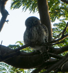 Glaucidium perlatum licua