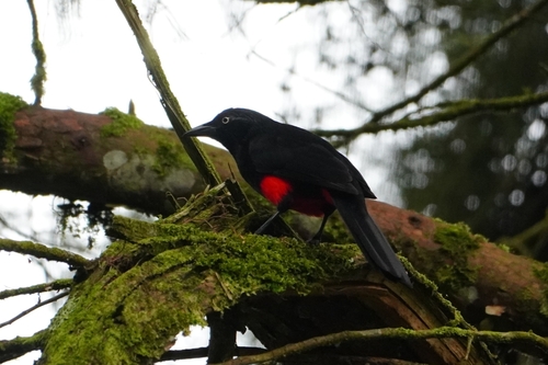 Red-bellied Grackle (Hypopyrrhus pyrohypogaster), photo 5