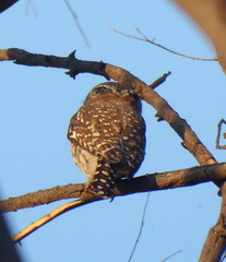 Glaucidium perlatum licua