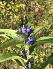 Gentiana cruciata cruciata
