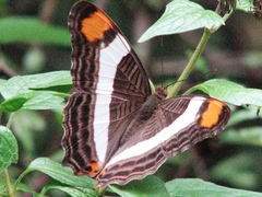 Adelpha fessonia