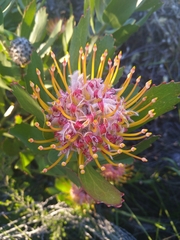 Leucospermum glabrum