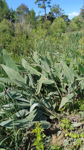 Thalia multiflora, photograph 6