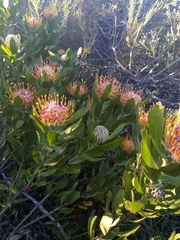 Leucospermum glabrum