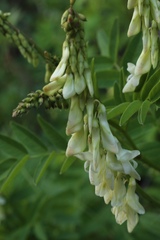Hedysarum sulphurescens