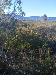 Leucospermum glabrum