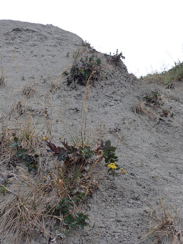 Senecio banksii observed 2024-12-12