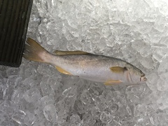 Cynoscion arenarius