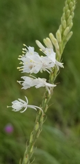 Oenothera glaucifolia