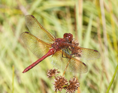 Sympetrum madidum