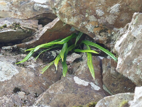 Lepisorus contortus (Lepisorus contortus)